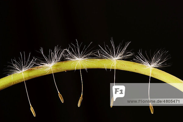 Löwenzahn (Taraxacum) Samen in einer Reihe