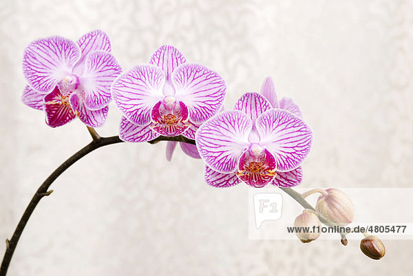 Rosafarbene Orchideen (Phalaenopsis spp.)  Blüten  vor silbernen Tuch