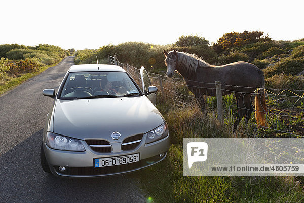A car parked on a country road and a horse  Connemara  County Galway  Republic of Ireland  Europe