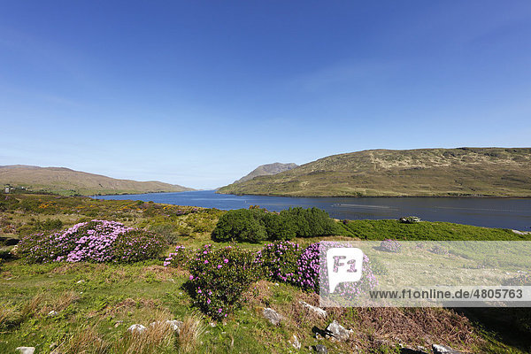 Rhododendron-Sträucher am Killary Harbour  Connemara  County Galway  Republik Irland  Europa