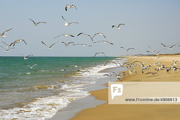 Möwen  Strand am Atlantik  Playa de Nueva Umbria  Cartaya  Costa de la Luz  Huelva Region  Andalusien  Spanien  Europa