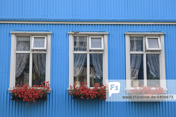 Fenster mit Blumenkästen  traditionelles isländisches Wellblechhaus  Reykjavik  Island  Europa