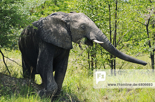Junger Elefant (Loxodonta africana) beim Fressen  nahe Khwai River  Okavango-Delta  Botsuana  Afrika