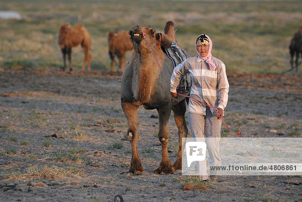 Mongolian woman with headscarf  caravan leader  leading a Bactrian camel (Camelus bactrianus)  Gobi Desert  Khorgoryn Els  Gurvan Saikhan National Park  Oemnoegov Aimak  Mongolia  Asia