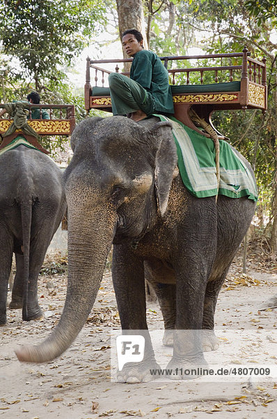 Elephant riding at Angkor  Siem Reap  Cambodia  Indochina  Southeast Asia