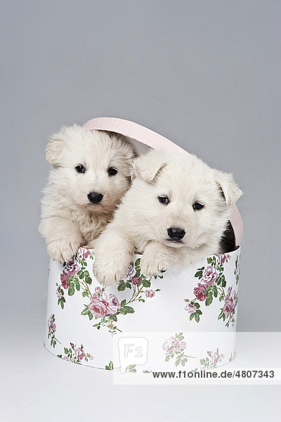 Zwei Weiße Schweizer Schäferhundwelpen in einer Schachtel mit Deckel