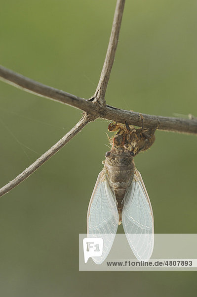 Hieroglyphic Cicada  Zikaden-Art (Neocicada hieroglyphica)  Insekt  nach Schlüpfen aus Nymphenhaut  New Braunfels  San Antonio  Hill Country  Zentral-Texas  USA