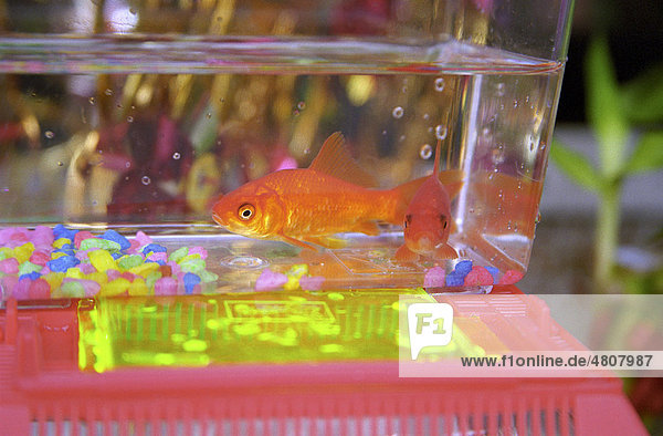 Goldfish in Chinatown  San Francisco  California  USA
