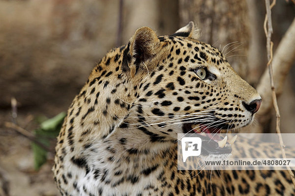 Leopard (Panthera Pardus)  Porträt  Ranthambore Nationalpark  Rajasthan  Indien  Asien