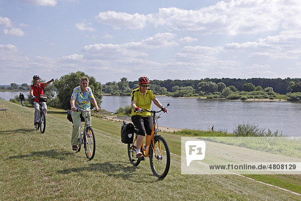 Senior citizens cycling on the Elbe river cycle path  near Stiepelse  Landkreis Lueneburg district  Lower Saxony  Northern Germany  Germany  Europe