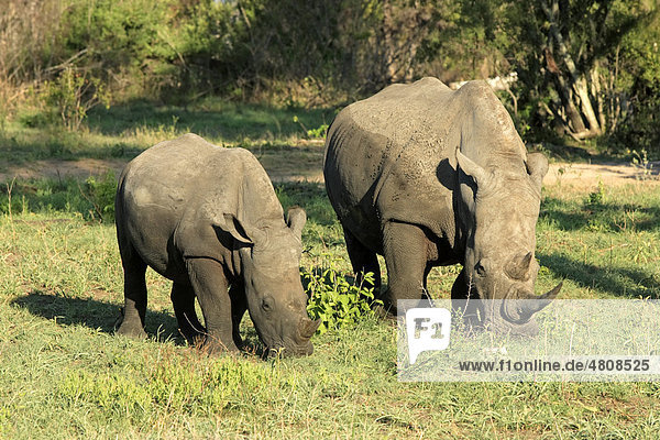 Breitmaulnashorn (Ceratotherium simum)  fressendes weibliches Alttier mit Jungtier  Sabisabi Private Game Reserve  Krüger-Nationalpark  Südafrika  Afrika