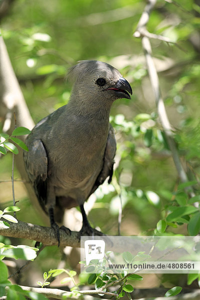 Grauer Lärmvogel (Corythaixoides concolor)  Altvogel auf Baum  Krüger-Nationalpark  Südafrika  Afrika