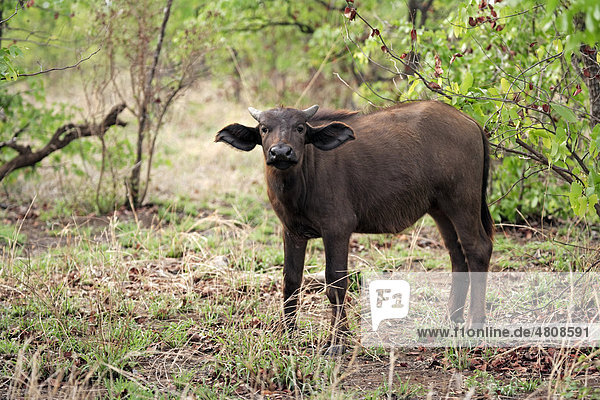Kaffernbüffel (Syncerus caffer)  Jungtier  Kalb  Krüger Nationalpark  Südafrika  Afrika