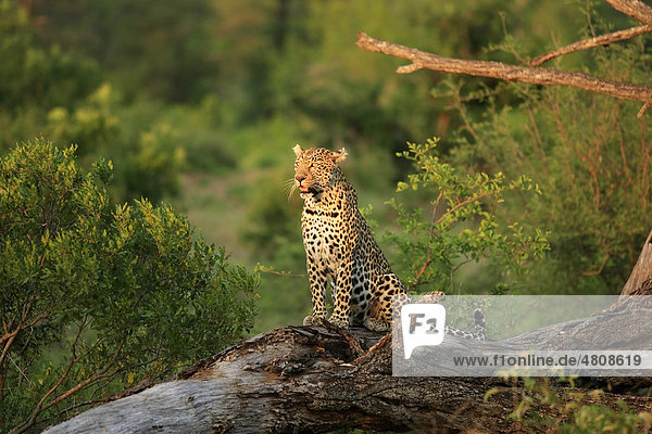 Leopard (Panthera pardus)  Alttier auf Baum  Sabisabi Private Game Reserve  Krüger Nationalpark  Südafrika  Afrika