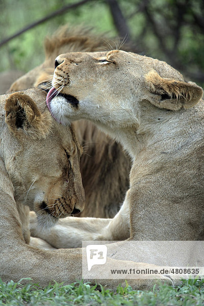 Afrikanischer Löwe (Panthera leo)  zwei weibliche Alttier  Sozialverhalten  Sabisabi Private Game Reserve  Krüger Nationalpark  Südafrika  Afrika