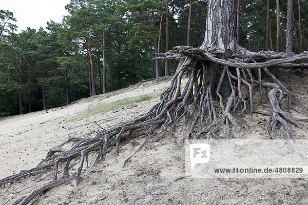 Erosion  Kiefern im Sand mit freigelegten Wurzeln  Brandenburg  Deutschland  Europa