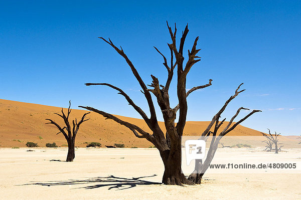 Abgestorbene Akazien im Dead Vlei in Sossusvlei im Naukluft Park  Namib-Wüste  Namibia  Afrika