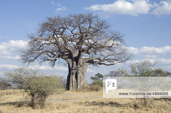 Affenbrotbaum (Adansonia digitata) in der Savanne  Tarangire-Nationalpark  Tansania  Afrika
