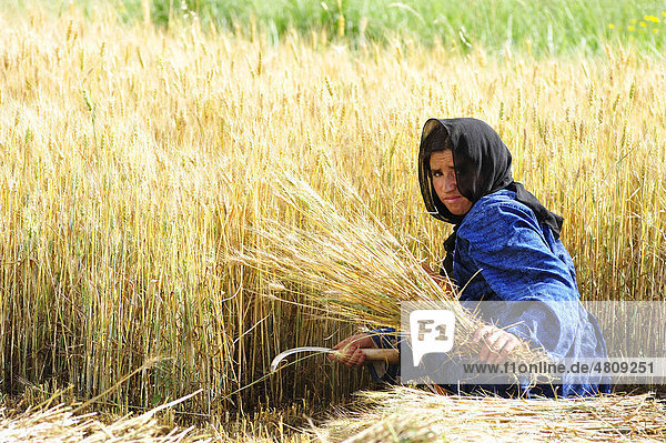 Berber woman with a headscarf harvesting grain in a field with a sickle  High Atlas mountains  Morocco  Africa