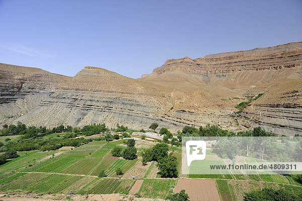Flussoase am Dades-Fluss  Berge im Dades-Tal  geologische Schichtstufenlandschaft  Hoher Atlas  Südmarokko  Marokko  Afrika