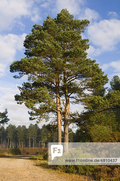 Waldkiefer oder Gemeine Kiefer Pinus sylvestris , Wuchsform, zwei Bäume ...