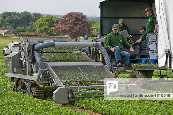 Spinat (Spinacia oleracea)  Anbau  Ernte mit Erntemaschinen für Fertig-Salate  Tincleton  Dorset  England  Großbritannien  Europa