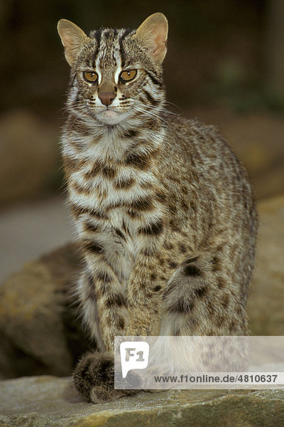 Leopard-Katze (Prionailurus bengalensis euptailurus)  sitzend  Ostsibirien