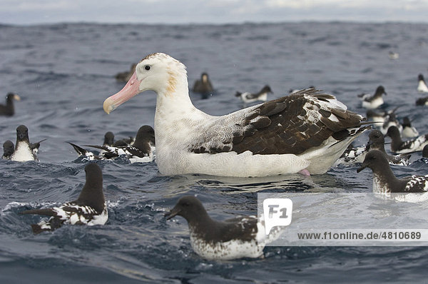 Gibson's Antipoden-Albatros (Diomedea antipodensis gibsoni)  beim Schwimmen im Meer mit Kapsturmvögeln  Kaikoura  Südinsel  Neuseeland
