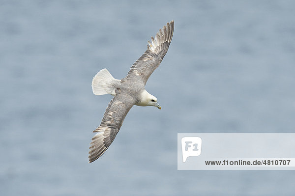 Northern Fulmar (Fulmaris glacialis)  adult  in flight over sea  Saltee Islands  Ireland  Europe