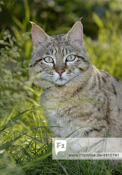 Asiatische Wildkatze oder Steppenkatze (Felis silvestris ornata)  Alttier  Portrait