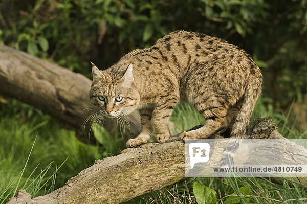 Asian Wild Cat (Felis silvestris ornata)  adult male  standing on log  captive