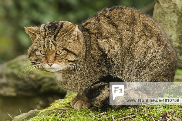 Schottische Wildkatze (Felis silvestris grampia)  auf Felsen  in Gefangenschaft