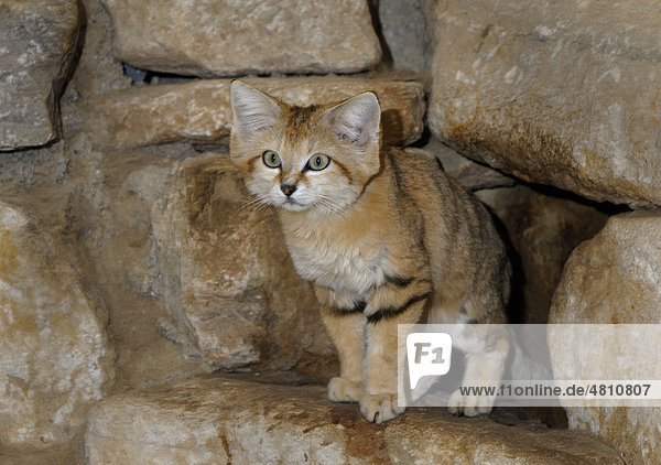 Sand Cat (Felis margarita)  adult amongst rocks