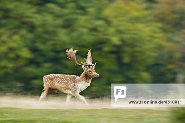 Fallow Deer (Dama dama)  buck  running  during rutting season  Knole Park  Kent  England  United Kingdom  Europe