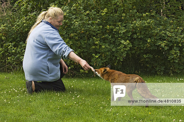 European Red Fox (Vulpes vulpes)  adult  standing on lawn  being fed by hand  in garden  Ireland  Europe