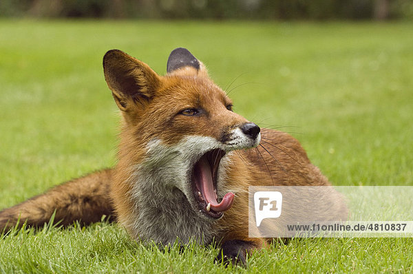 Rotfuchs (Vulpes vulpes)  Alttier  beim Gähnen auf Wiese  im Garten  Irland  Europa