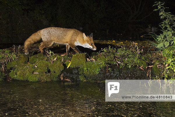 Rotfuchs (Vulpes vulpes)  Alttier bei der Überquerung eines Flusses bei Nacht  Lauf auf Steinen  Kent  England  Großbritannien  Europa