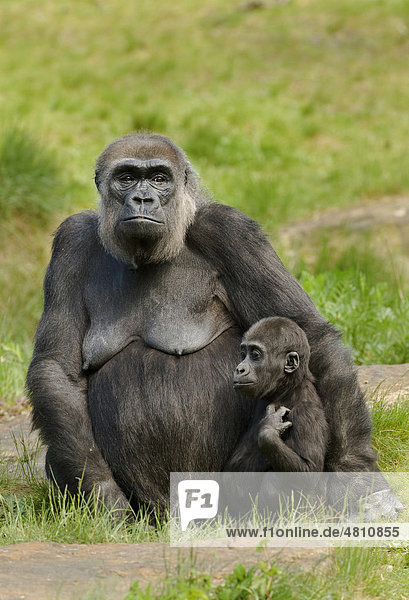 Westlicher Flachlandgorilla (Gorilla gorilla gorilla)  ausgewachsenes Weibchen mit Baby  achtzehn Monate  sitzend  in Gefangenschaft