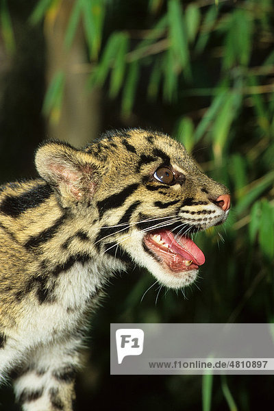Clouded Leopard (Neofelis nebulosa)  young female  mouth open