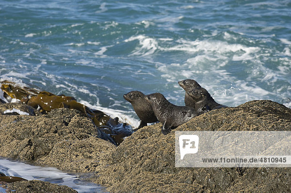 Neuseeländische Seebär oder Australischer Seebär (Arctocephalus forsteri)  vier Jungtiere auf Küstenfelsen  Südinsel  Neuseeland