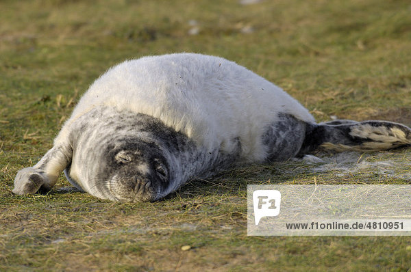 Grey Seal (Halichoerus grypus)  pup moulting out of white coat  in sand dunes  Donna Nook  Lincolnshire  England  United Kingdom  Europe