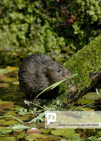 Water Vole (Arvicola terrestris)  adult on branch in water  feeding on leaves  Kent  England  United Kingdom  Europe