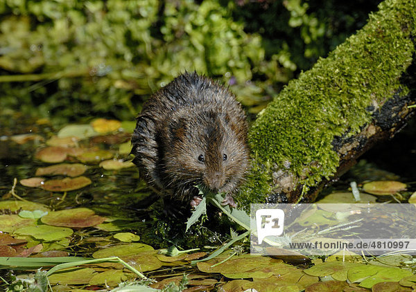 Water Vole (Arvicola terrestris)  adult on branch in water  feeding on sow thistle  Kent  England  United Kingdom  Europe
