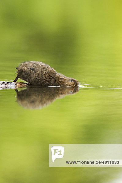 Water Vole (Arvicola terrestris)  adult  entering water from submerged log  Kent  England  United Kingdom  Europe