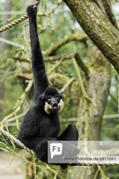 Yellow-cheeked Gibbon (Nomascus gabriellae)  adult  hanging from rope  captive