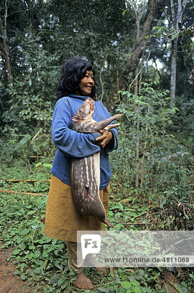Ache-Frau  mit von Hand erlegtem Paca (Agouti paca)  Mbaracayu Forest Reserve  Ost-Paraguay  Südamerika