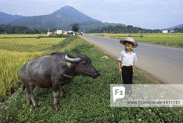 Young boy looking after Water Buffalo (Bubalus bubalis) during rice harvest  Thai Nguyen province  Vietnam  Southeast Asia