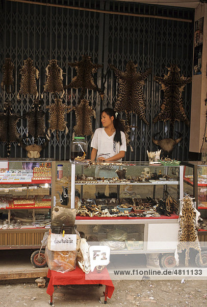 Wildlife products for sale  skins of Common and Clouded Leopard  Marbled and Leopard Cat  and Civet  Myanmar  Southeast Asia