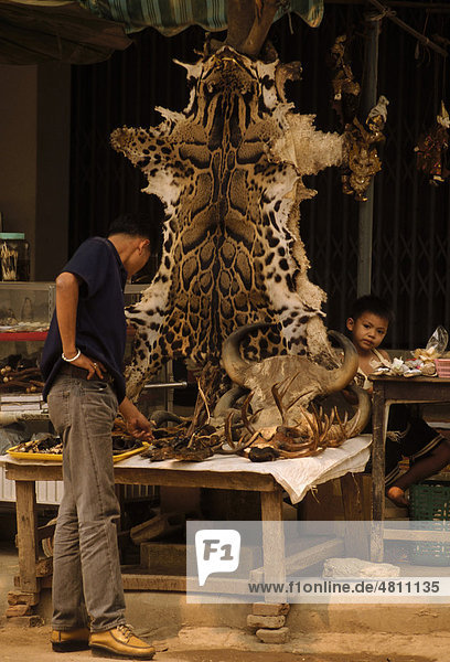 Clouded Leopard skins and wildlife products for sale  Tachilek  Myanmar  Southeast Asia
