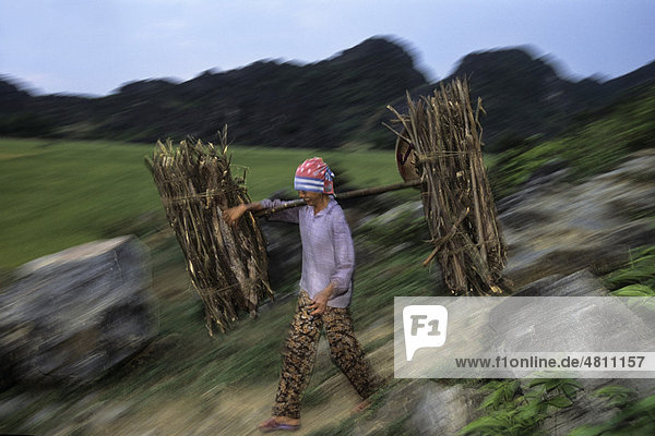 Waldzerstörung  Frau beim Sammeln von Brennholz  betritt geschützten Bereich  um Holz zu sammeln  Van Long Naturreservat  Vietnam  Südostasien  Asien